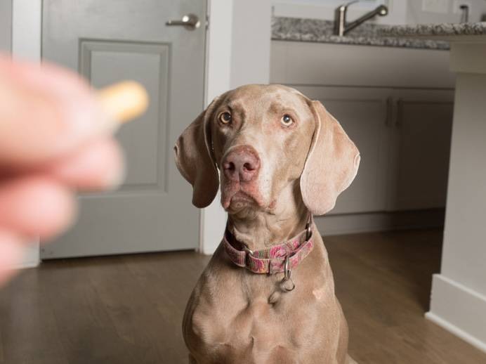 Imodium For Dogs Can You Give Dogs Imodium Vetnique Vetnique Labs